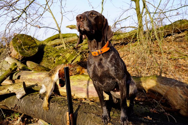 Lissy schaut in die Ferne