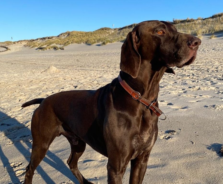 Henri vom Hermanns-Hof